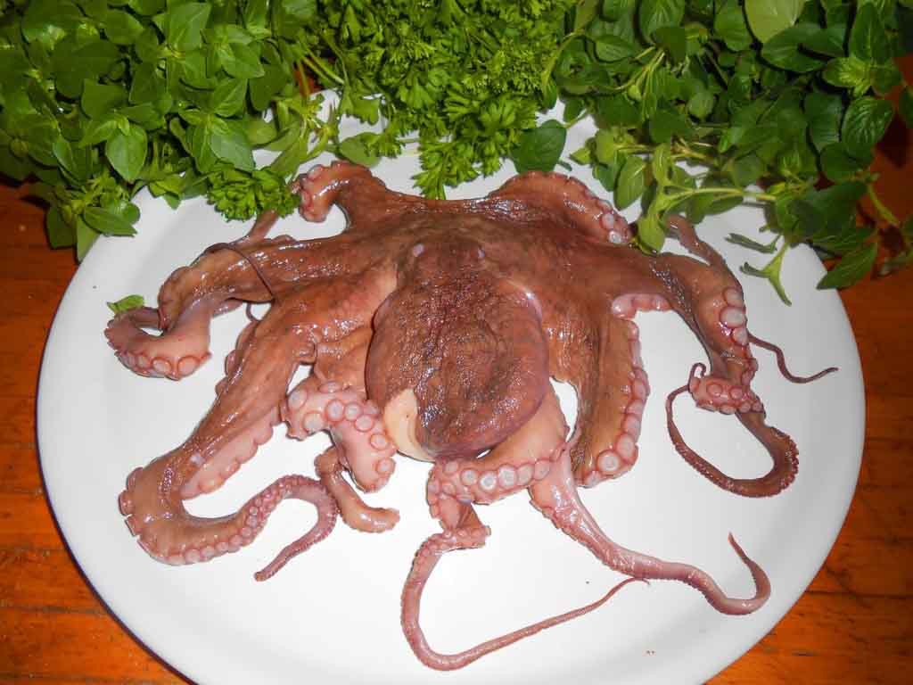 greek octopus recipe