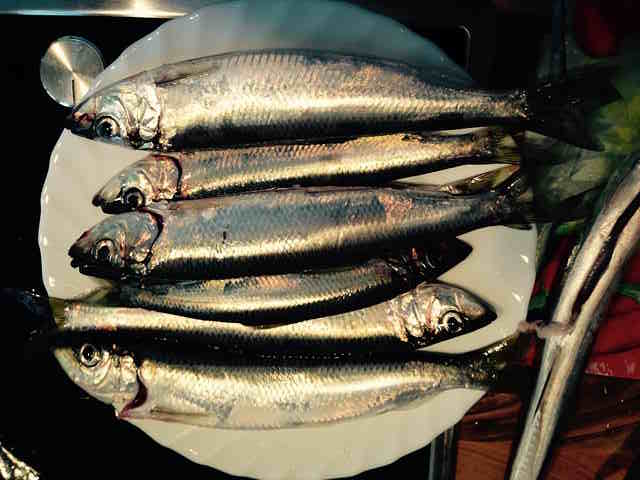 what does herring taste like